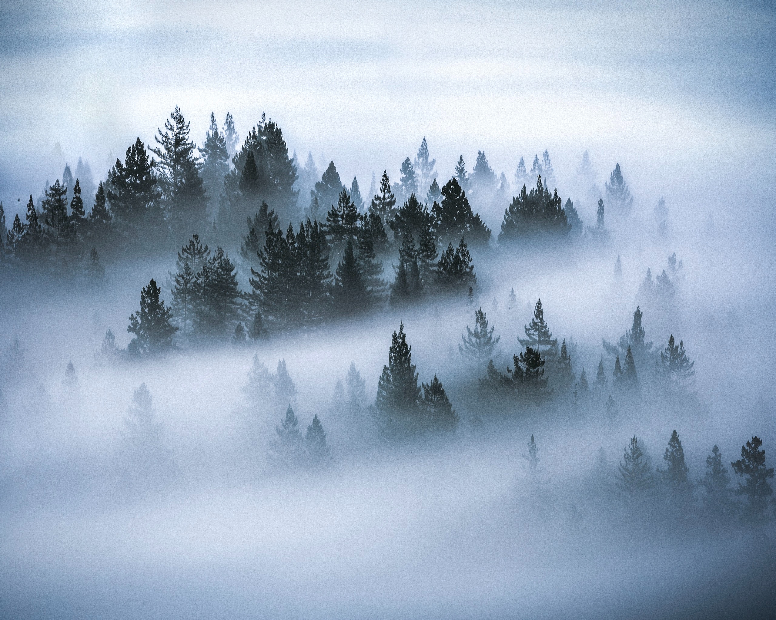 Misty pine trees